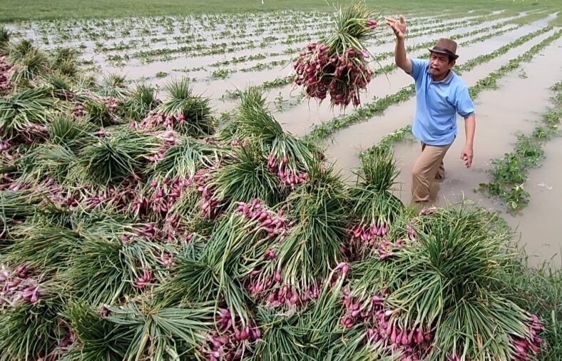 Ilustrasi Banjir di Brebes Rendam 400 Hektar Lahan Bawang Merah (Tangkapan Layar)