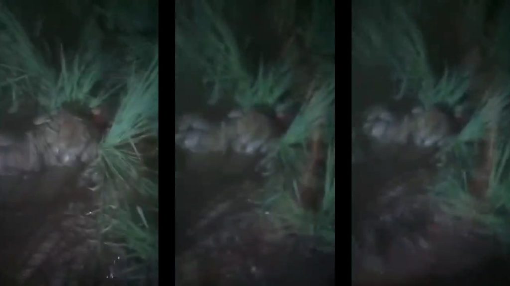 Geger penemuan mayat di sawah (Kolase Foto/Tangkapan Layar)