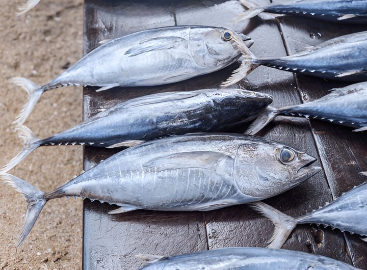 Jenis Ikan dengan Kandungan Merkuri Tinggi (Tangkapan Layar)