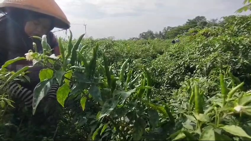 Petani cabai di Kuningan senang dengan melonjaknya harga cabai (Foto : Darfan)