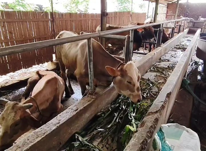 Sejumlah Sapi Di Cirebon Terjangkit Penyakit PMK (Foto : Darfan)