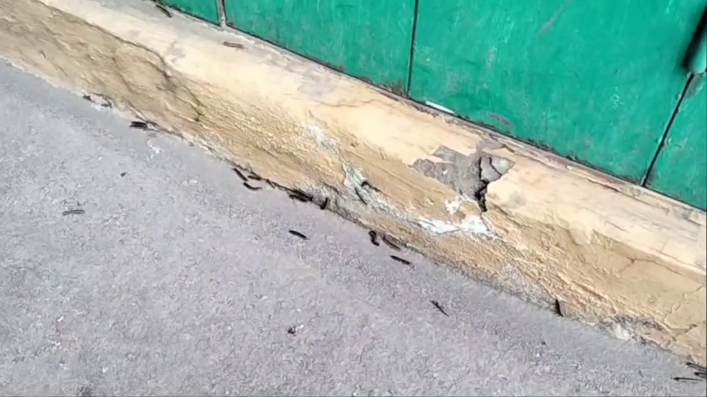 Serangan ulat kaki seribu menyerang pemukiman warga di Pekalipan (Foto : Darfan)