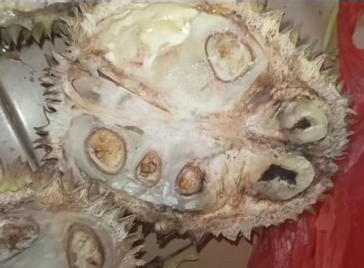 Viral Banyak Warga Tertipu Durian Tewel di Pasar Cheng Ho Pasuruan. (Dok: TikTok @vidyaamalia1010)