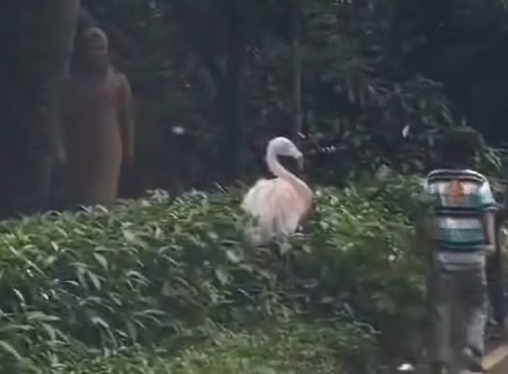 Tangkapan Layar - Pengunjung Taman Safari keluar mobil di area safari Journey. ISTIMEWA