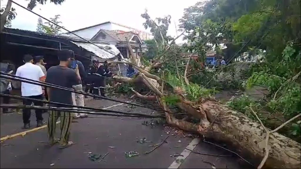 Pohon tumbang terjadi di ruas jalan Provinsi Desa Manis Kidul (Foto : Darfan)