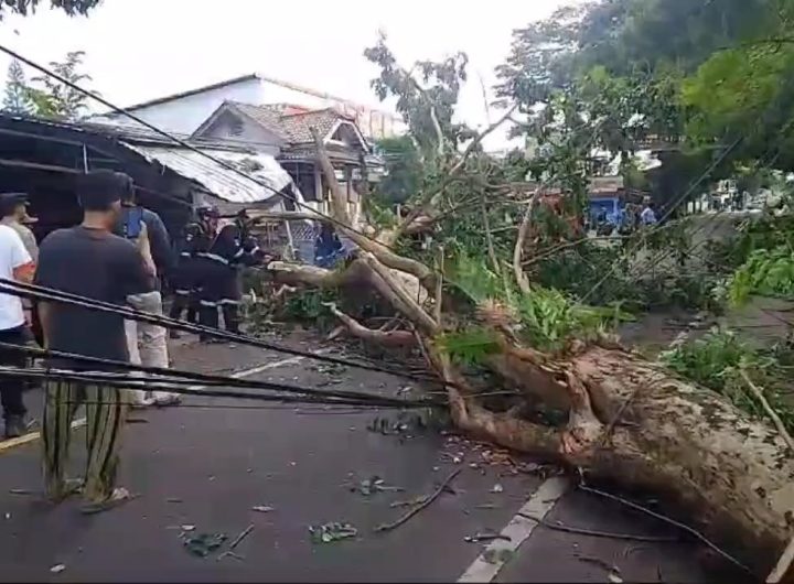 Pohon tumbang terjadi di ruas jalan Provinsi Desa Manis Kidul (Foto : Darfan)