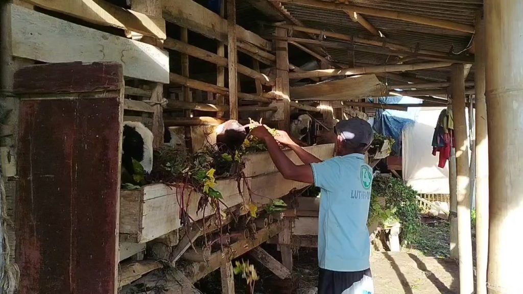 Gigitan anjing liar sebabkan beberapa kambing mati di Japara (Foto : Darfan)
