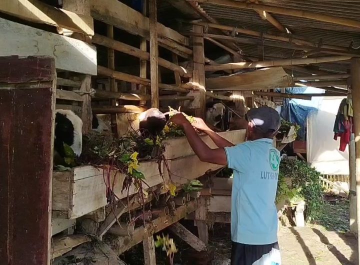 Gigitan anjing liar sebabkan beberapa kambing mati di Japara (Foto : Darfan)