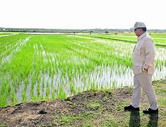 Presiden Prabowo meninjau sawah guna swasembada pangan (Tangkapan Layar)