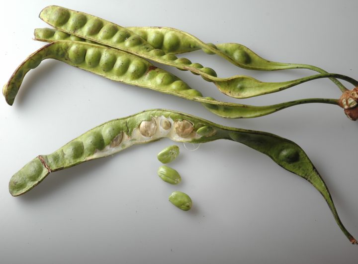 Petai (Sumber : Wikipedia)