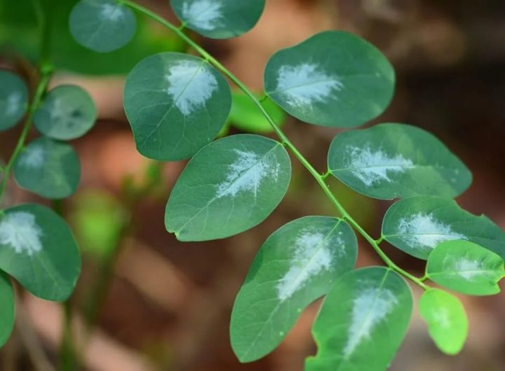 Ilustrasi daun katuk (Tangkapan Layar)