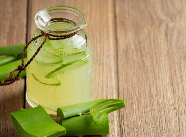 Lidah Buaya (Tangkapan Layar)