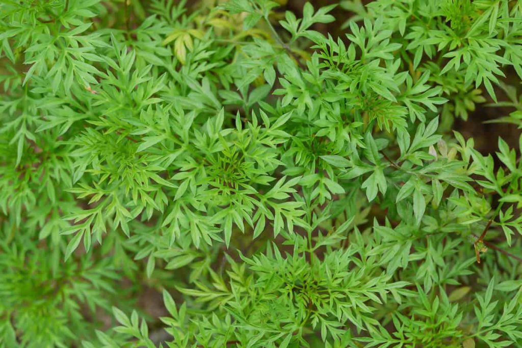 Daun Kenikir (Tangkapan Layar)