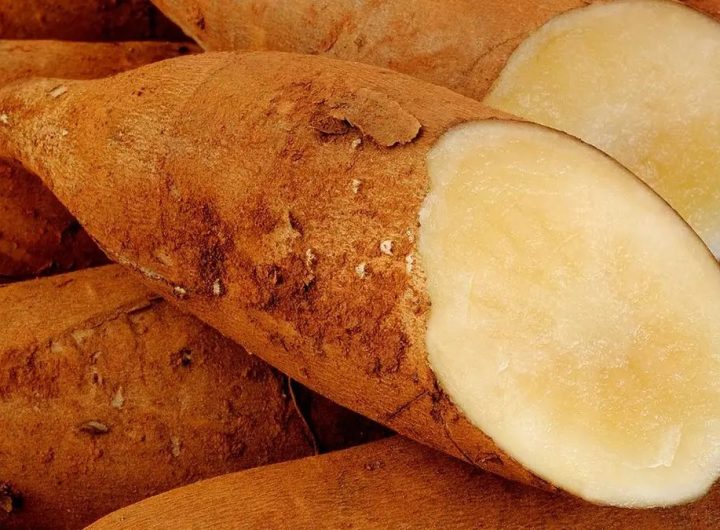 Ubi Yakon (Tangkapan Layar)