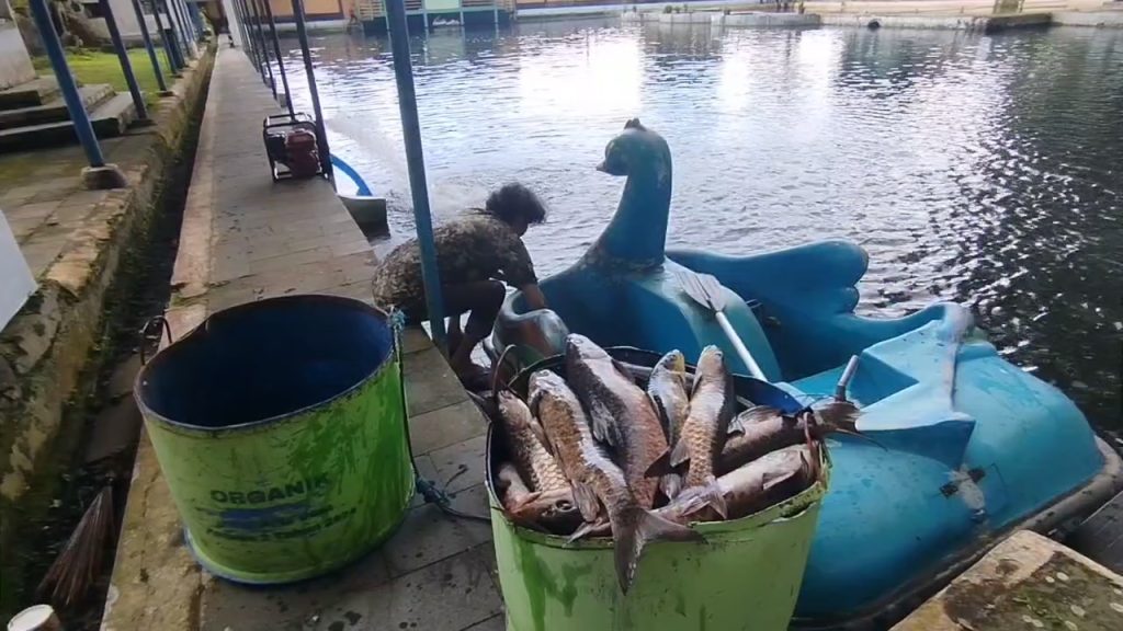 Fenomena kematian massal ikan dewa atau ikan kancra putih di wisata Balong Girang Cigugur, Kabupaten Kuningan