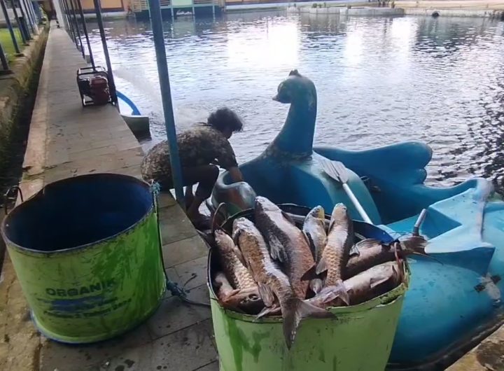 Fenomena kematian massal ikan dewa atau ikan kancra putih di wisata Balong Girang Cigugur, Kabupaten Kuningan