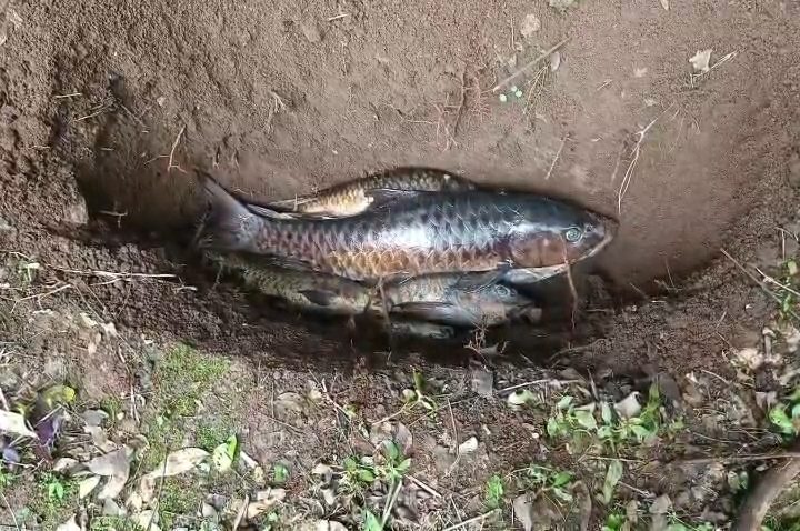 Puluhan ikan di Kuningan mati mendadak akibat cuaca buruk