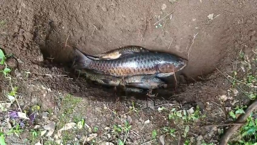Puluhan ikan di Kuningan mati mendadak akibat cuaca buruk