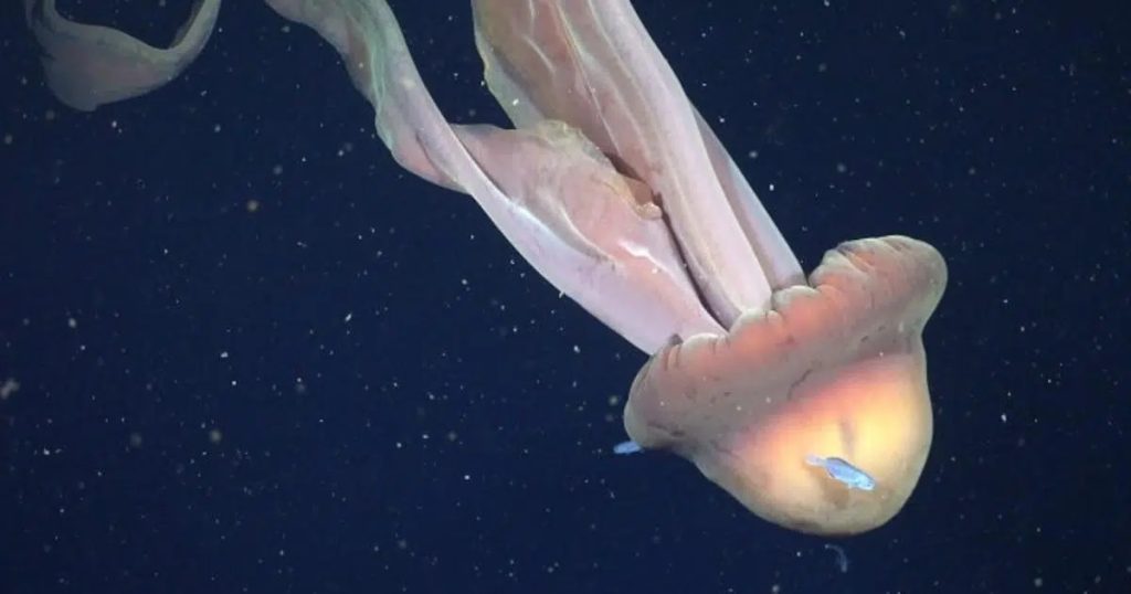 Penemuan Ubur-ubur Hantu Raksasa di Laut Dalam Panjangnya Melebihi Bus Sekolah