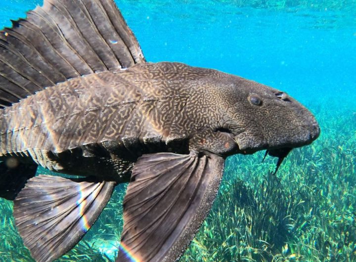 Jenis ikan sapu sapu (Gambar Facebook-Florida Department of Environmental Protection)