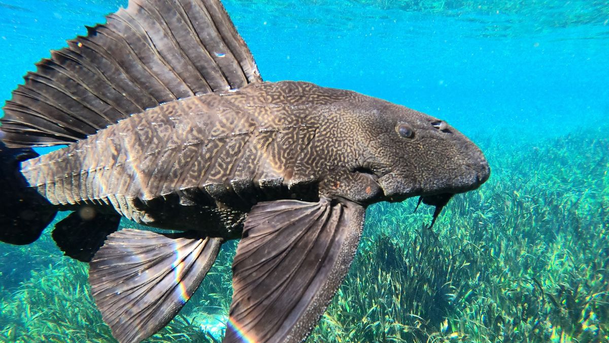 Jenis ikan sapu sapu (Gambar Facebook-Florida Department of Environmental Protection)