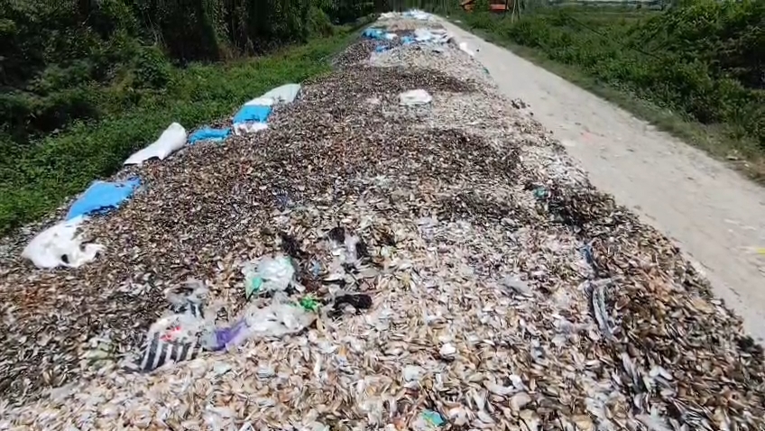 Tumpukan limbah kerang hijau menggunung di tanggul sungai (Foto : Darfan)