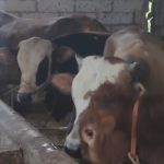 Sapi kurban di peternakan mandiri Desa Matangaji laris, dengan kondisi terjamin sehat dan rutin diperiksa (Foto : Darfan)