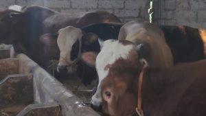 Sapi kurban di peternakan mandiri Desa Matangaji laris, dengan kondisi terjamin sehat dan rutin diperiksa (Foto : Darfan)