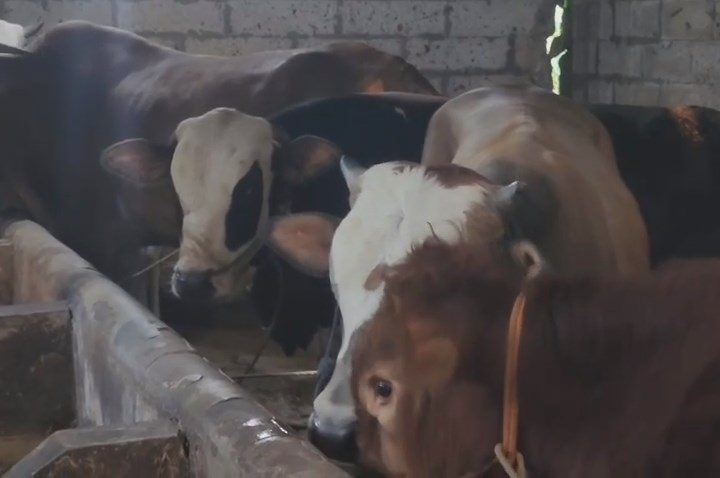 Sapi kurban di peternakan mandiri Desa Matangaji laris, dengan kondisi terjamin sehat dan rutin diperiksa (Foto : Darfan)