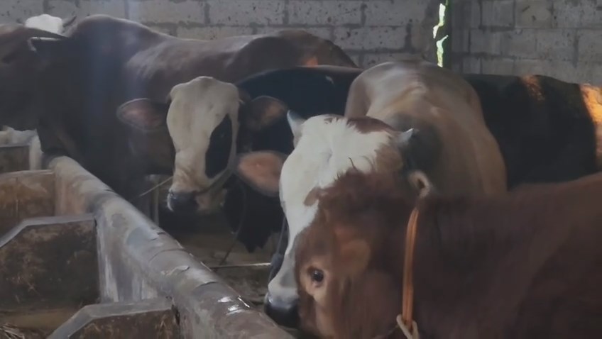 Sapi kurban di peternakan mandiri Desa Matangaji laris, dengan kondisi terjamin sehat dan rutin diperiksa (Foto : Darfan)