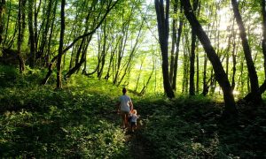 Ilustrasi forest bathing. (Unsplash)