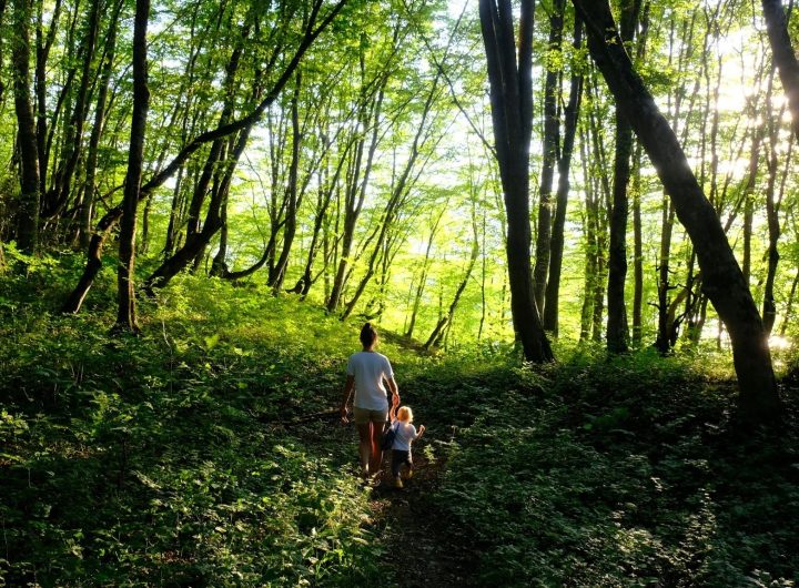 Ilustrasi forest bathing. (Unsplash)