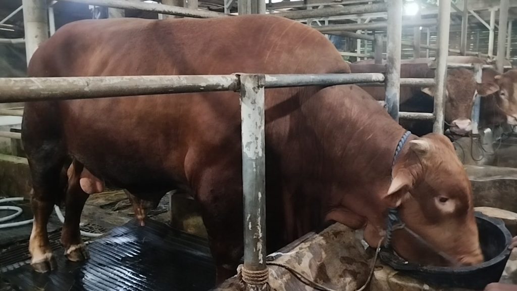 Jelang Hari Raya Iduladha, Presiden Prabowo Subianto membeli sapi limosin berbobot 1,8 ton milik peternak di Kabupaten Kuningan, Jawa Barat, untuk kurban Iduladha mendatang. (Foto : Darfan)