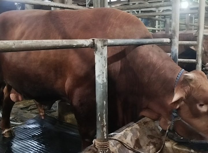 Jelang Hari Raya Iduladha, Presiden Prabowo Subianto membeli sapi limosin berbobot 1,8 ton milik peternak di Kabupaten Kuningan, Jawa Barat, untuk kurban Iduladha mendatang. (Foto : Darfan)