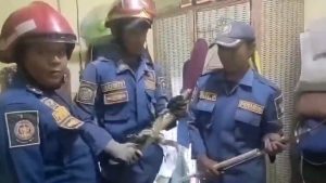 Damkar Kota Cirebon mengevakuasi biawak yang masuk ke rumah (Foto : Darfan)