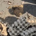 Puluhan massa Aliansi Masyarakat Kuningan (Alamku) menggelar aksi unik di depan Kantor Kejaksaan Negeri Kuningan, Kamis sore, dengan membawa satu karung berisi ratusan katak dan jangkrik. (Foto : Darfan)