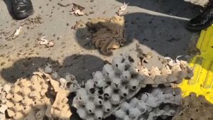 Puluhan massa Aliansi Masyarakat Kuningan (Alamku) menggelar aksi unik di depan Kantor Kejaksaan Negeri Kuningan, Kamis sore, dengan membawa satu karung berisi ratusan katak dan jangkrik. (Foto : Darfan)
