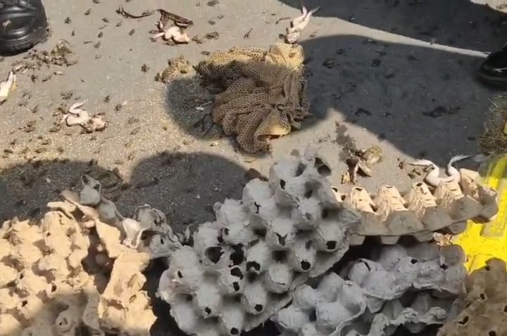 Puluhan massa Aliansi Masyarakat Kuningan (Alamku) menggelar aksi unik di depan Kantor Kejaksaan Negeri Kuningan, Kamis sore, dengan membawa satu karung berisi ratusan katak dan jangkrik. (Foto : Darfan)