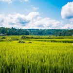 Ilustrasi sawah rakyat (Foto/Pixabay)