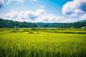 Ilustrasi sawah rakyat (Foto/Pixabay)