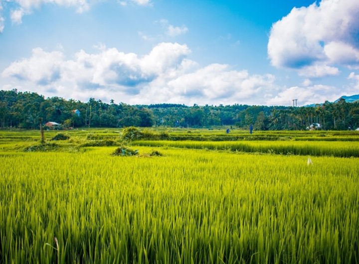 Ilustrasi sawah rakyat (Foto/Pixabay)
