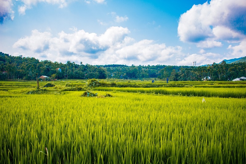 Ilustrasi sawah rakyat (Foto/Pixabay)