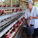 Peternak ayam telur di Kabupaten Kuningan mengalami kerugian akibat harga telur yang terus mengalami penurunan (Foto : Darfan)