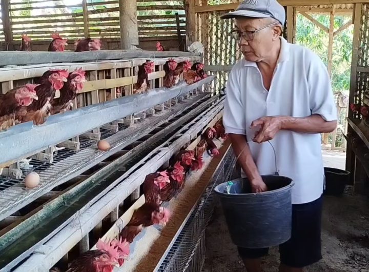 Peternak ayam telur di Kabupaten Kuningan mengalami kerugian akibat harga telur yang terus mengalami penurunan (Foto : Darfan)