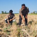 95 Hektare Sawah Padi Kering Kerontang hingga Retak-Retak (Foto : Darfan)