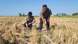 95 Hektare Sawah Padi Kering Kerontang hingga Retak-Retak (Foto : Darfan)
