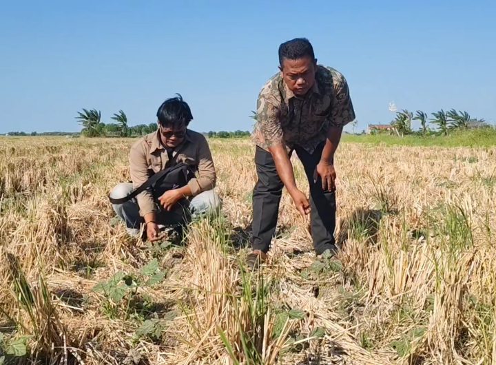 95 Hektare Sawah Padi Kering Kerontang hingga Retak-Retak (Foto : Darfan)