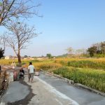 Seorang warga Desa Sampiran, Kecamatan Talun, Kabupaten Cirebon, membangun jalan desa sepanjang satu kilometer di Dusun Kaligandu menggunakan dana pribadi (Foto : Darfan)