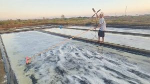 Petani Garam Cirebon Keluhkan Sepinya Pembeli saat Panen, Harga Garam Turun (Foto : Darfan)