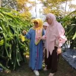 Wisata petik buah naga kuning sambil menikmati udara sejuk (Foto : Darfan)